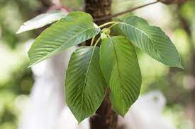 buy kratom