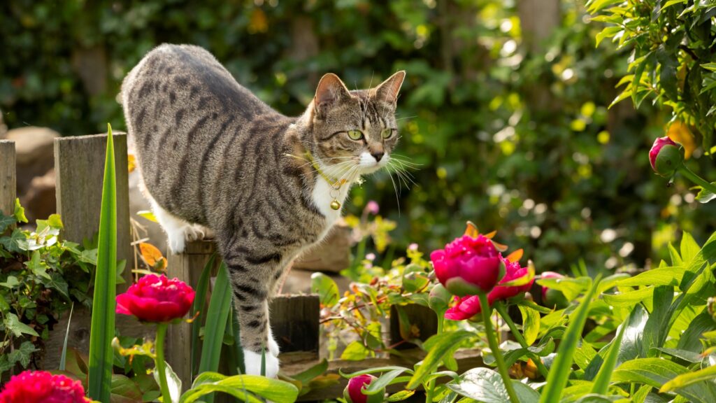 Feline Shrub