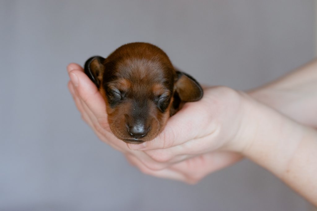 Dachshund Puppies