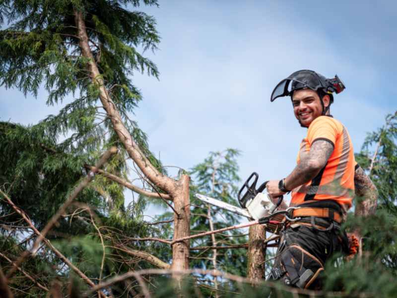 Tree Care Services